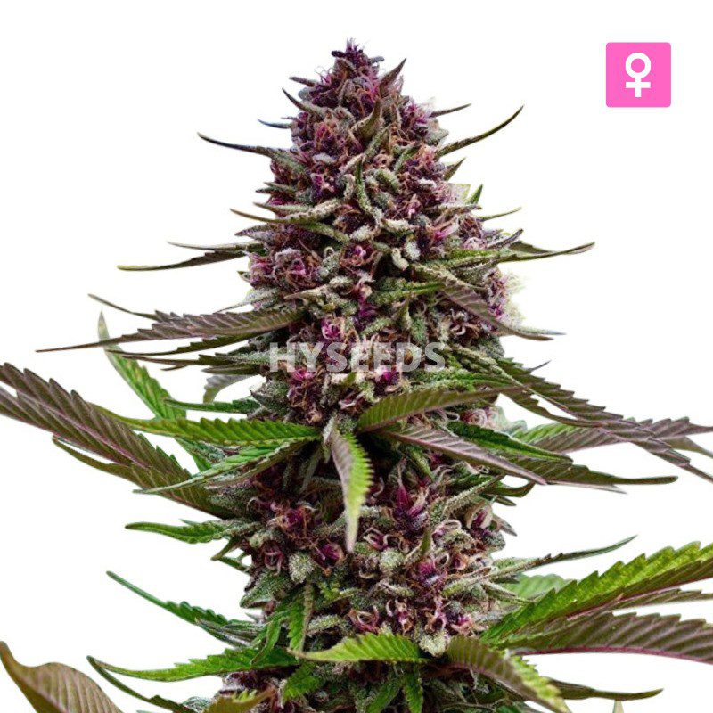Purple Kush Zaden