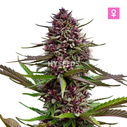 Purple Kush Zaden