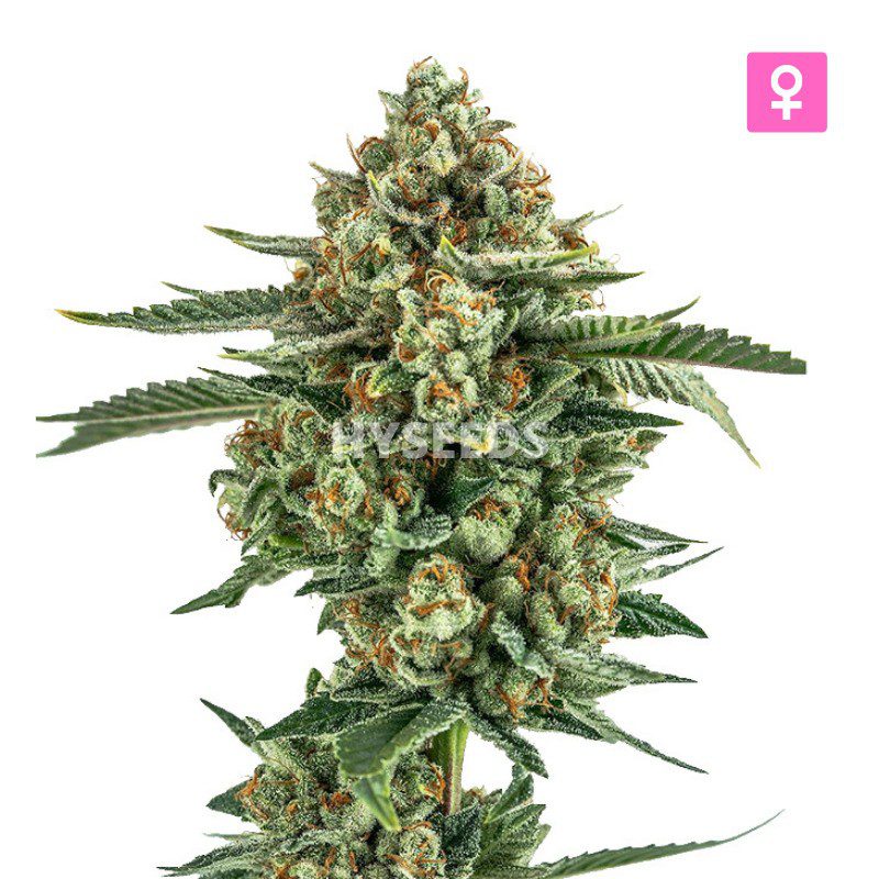 Big Haze Autoflower Zaden
