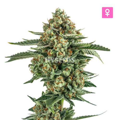 Big Haze Autoflower Zaden