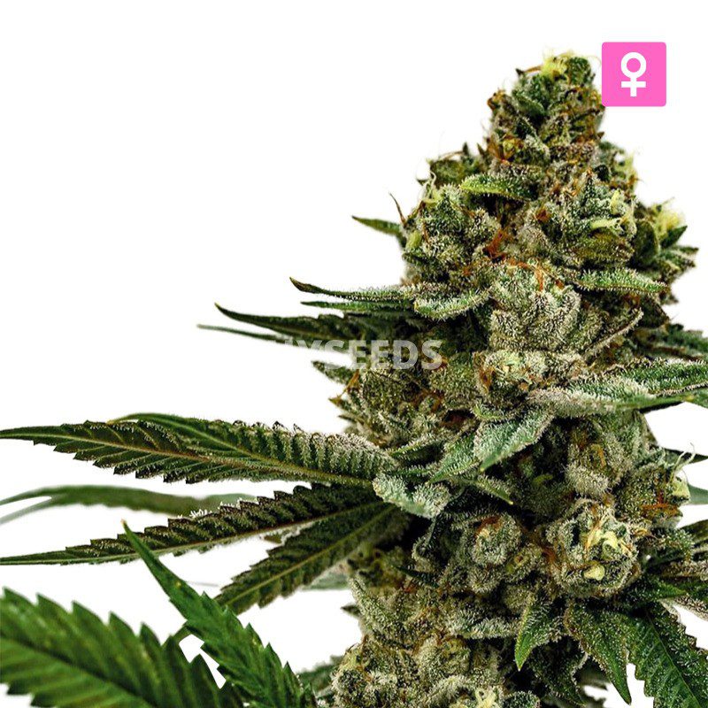 Big Amnesia Haze Autoflower Zaden