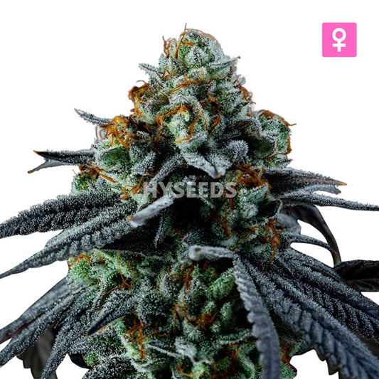 Big Blueberry x Amnesia Autoflower Zaden