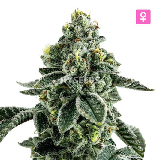 Super Power Autoflower Zaden