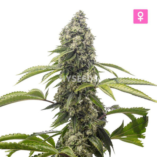 Power Kush Autoflower Zaden