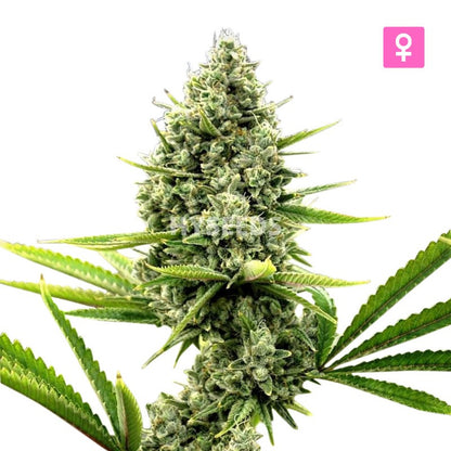 Critical Autoflower Zaden