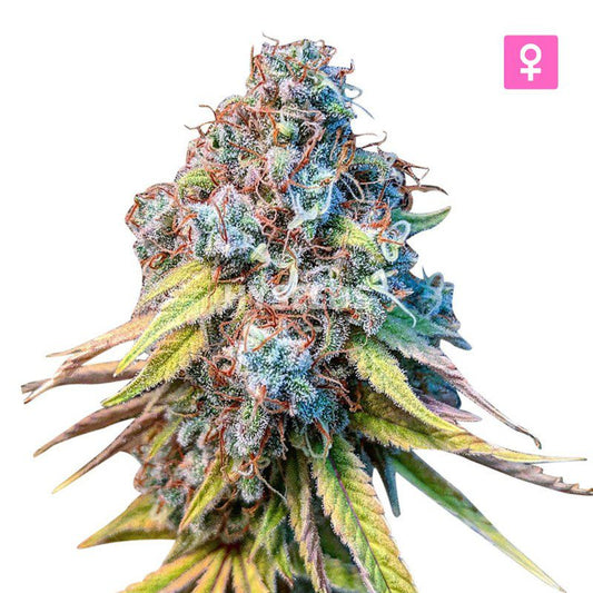 Gelato Autoflower Zaden