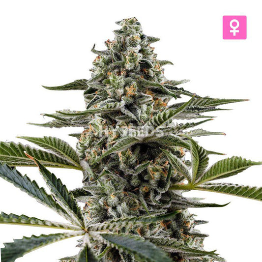 Bubblegum Autoflower Zaden