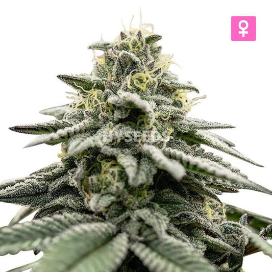 Northern Light Autoflower Zaden