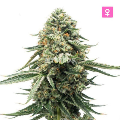 Big Cheese Autoflower Zaden