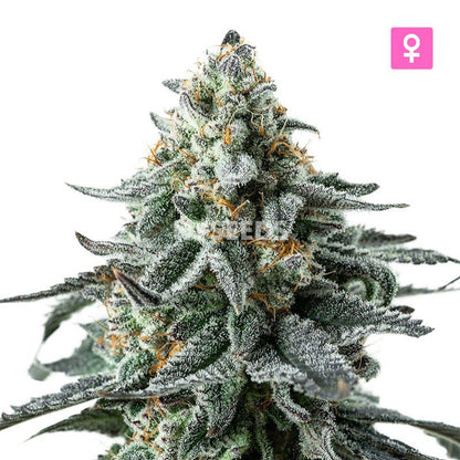 Northern Light x White Widow Zaden