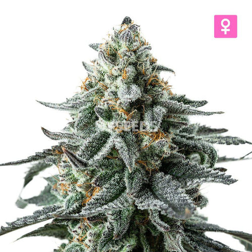 Northern Light x White Widow Zaden