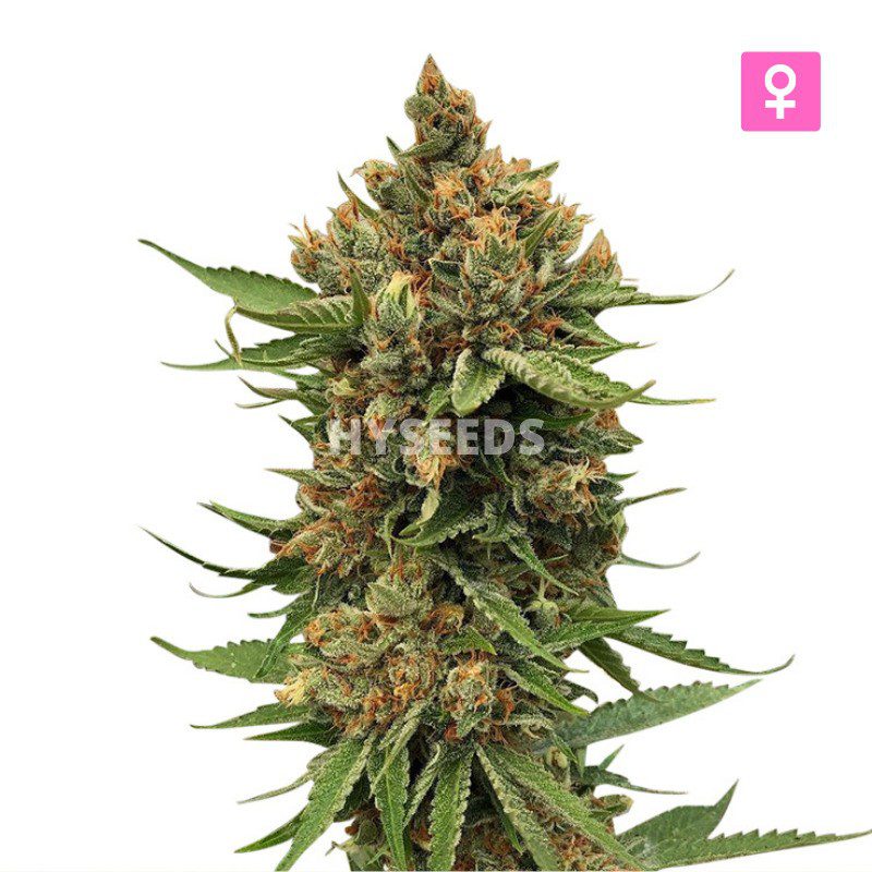 Alpine Star CBD Zaden