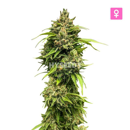 Amnesia Haze x White Widow Zaden