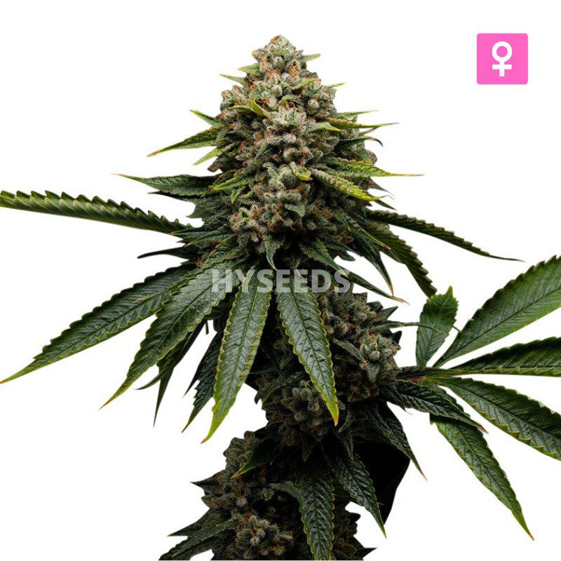 Diesel Autoflower Zaden