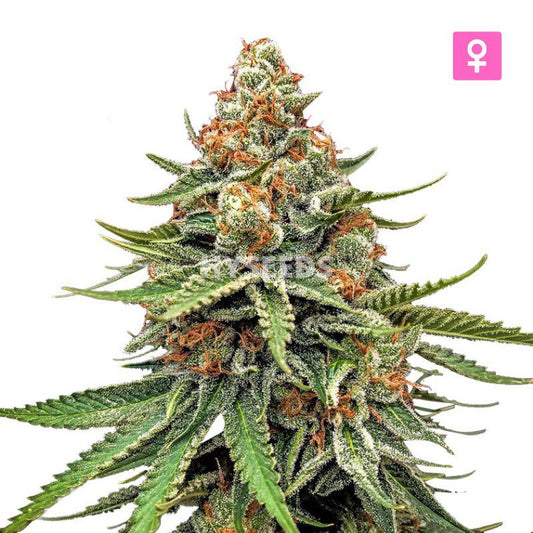 AK 47 Autoflower Zaden