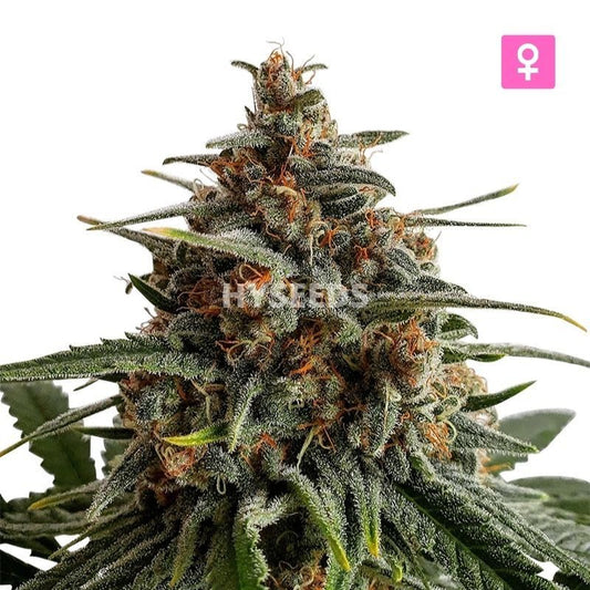 OG Kush Autoflower Zaden