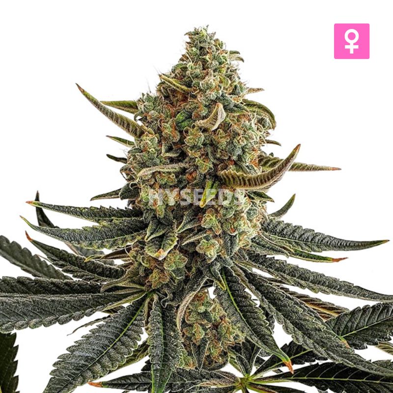 Banana Kush Autoflower Zaden