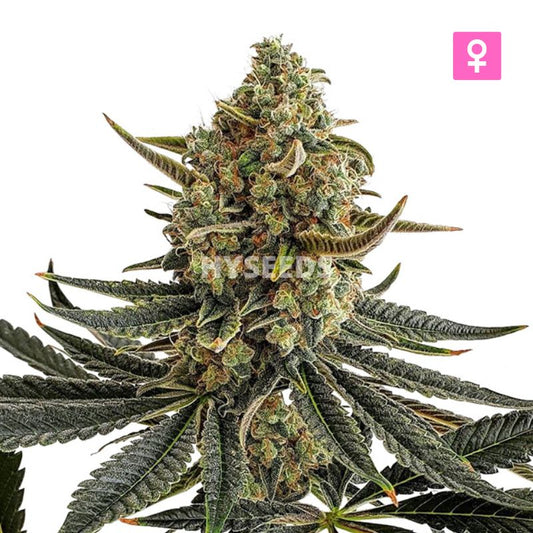 Banana Kush Autoflower Zaden