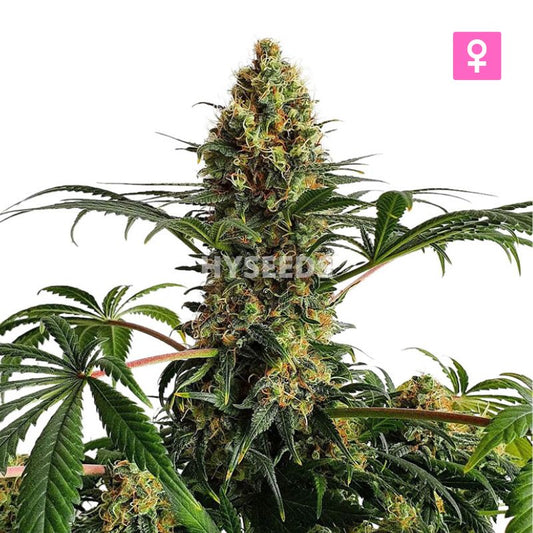 Big Bud Autoflower Zaden