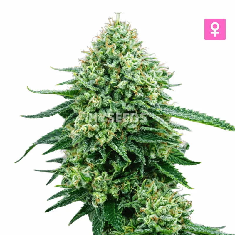 Big Jack Widow Autoflower Zaden