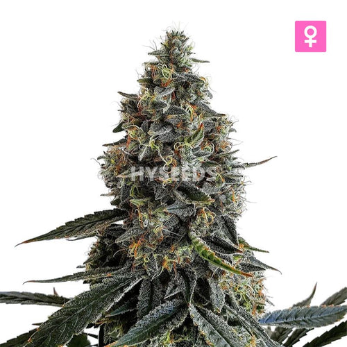 Blueberry Autoflower Zaden