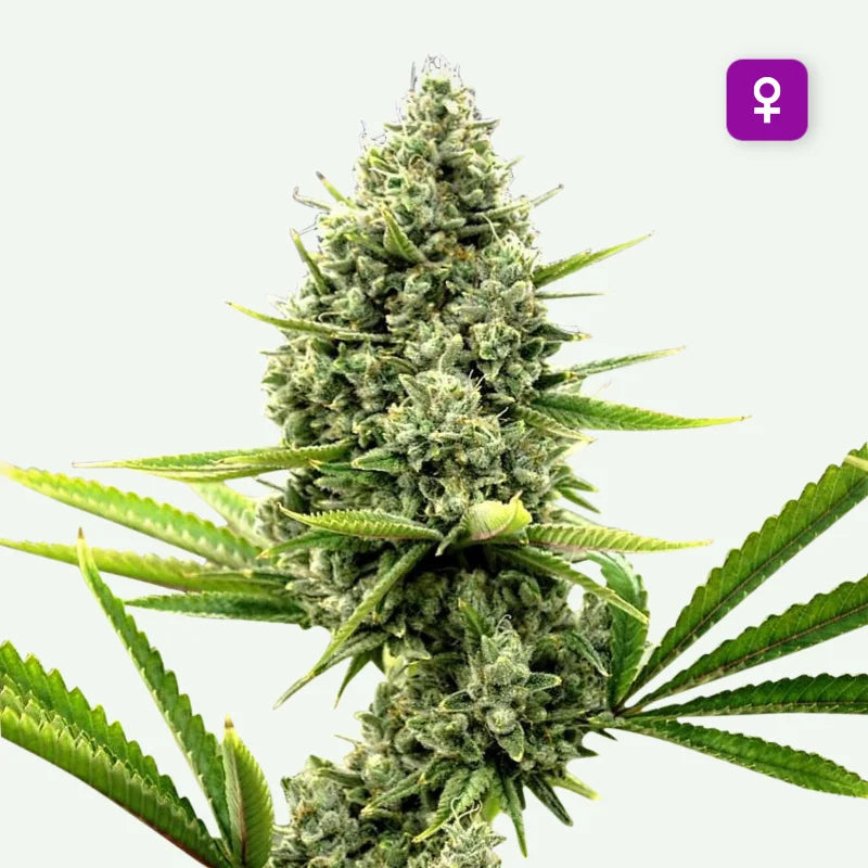 Critical Autoflower Zaden
