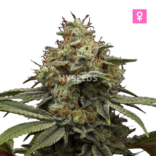 Girl Scout Cookies Zaden