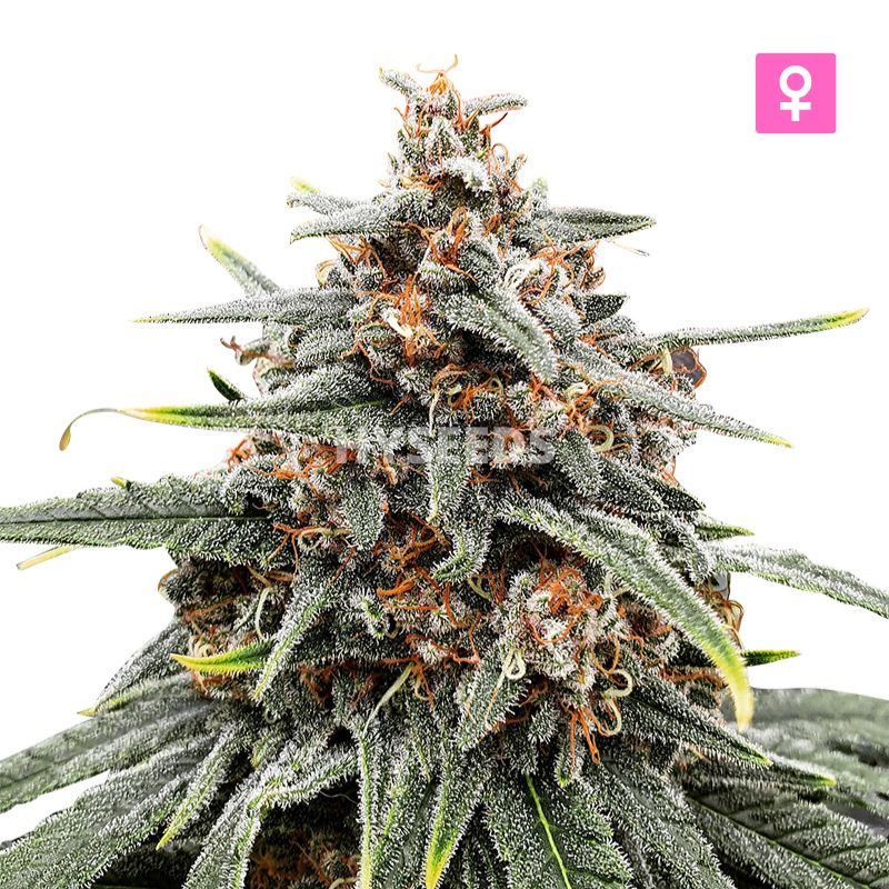 Godfather OG Autoflower Zaden