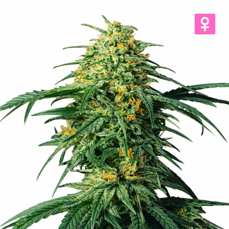 HS HvyWeight Premium Zaden