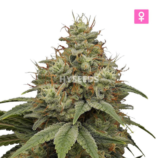 Santa Maria Wiet Autoflower Zaden