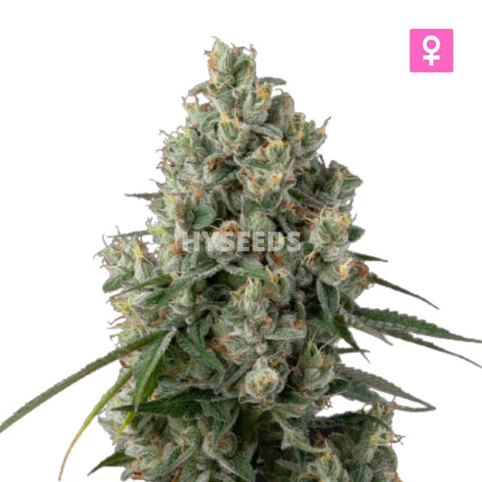 Super Silverhaze Zaden