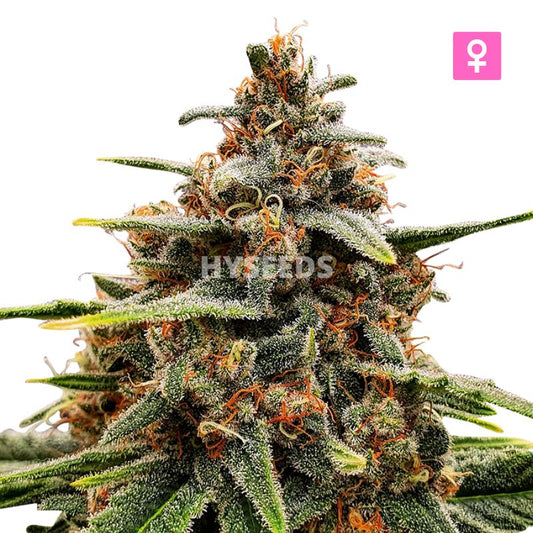 Mazzar Autoflower Zaden