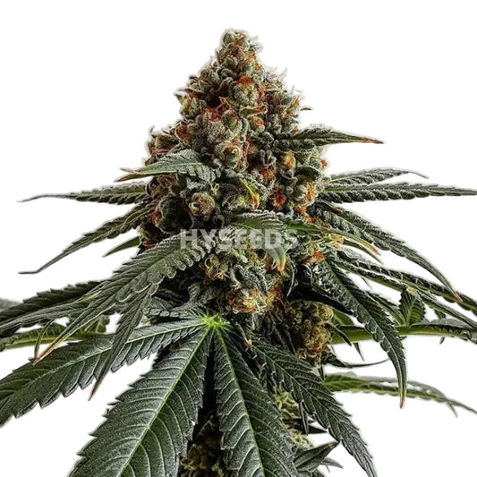 Lemon Haze Autoflower Zaden