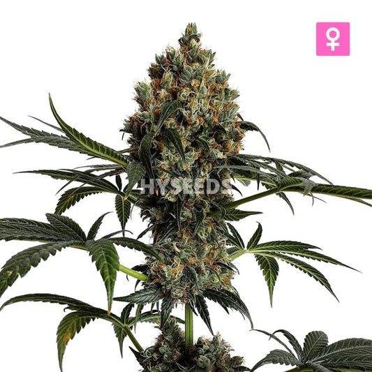 Jack Herrer Autoflower Zaden