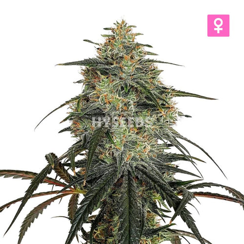 Super Glue Autoflower Zaden