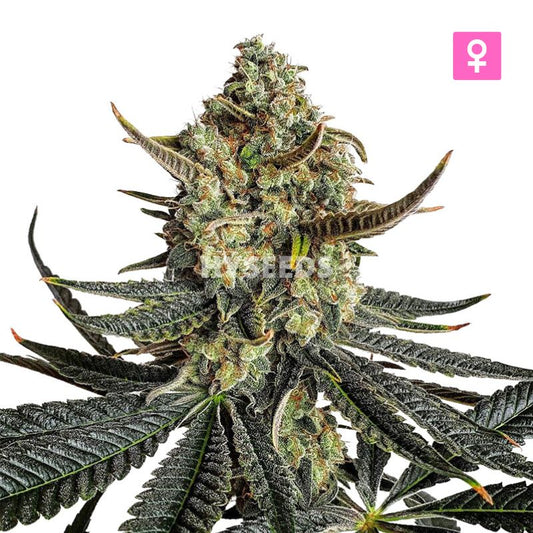 Sirius Black Autoflower Zaden