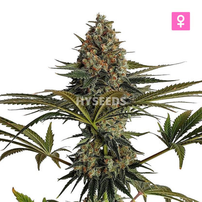 Pineapple Express Zaden