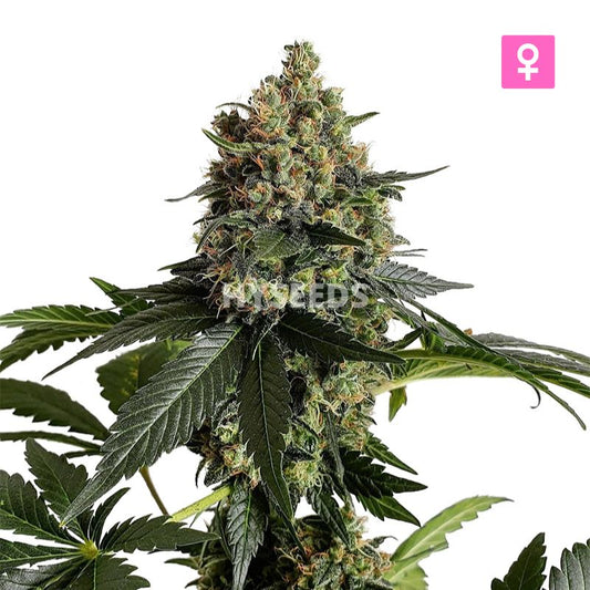 Green Crack Zaden