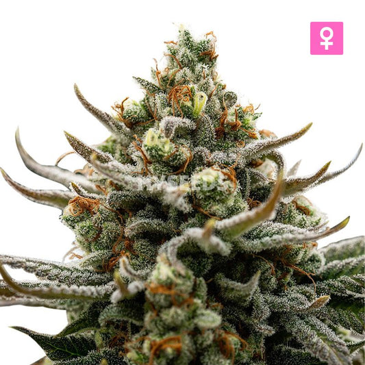 Bruce Banner Autoflower Zaden