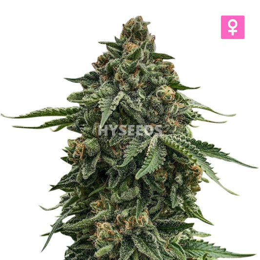 Critical White Zaden