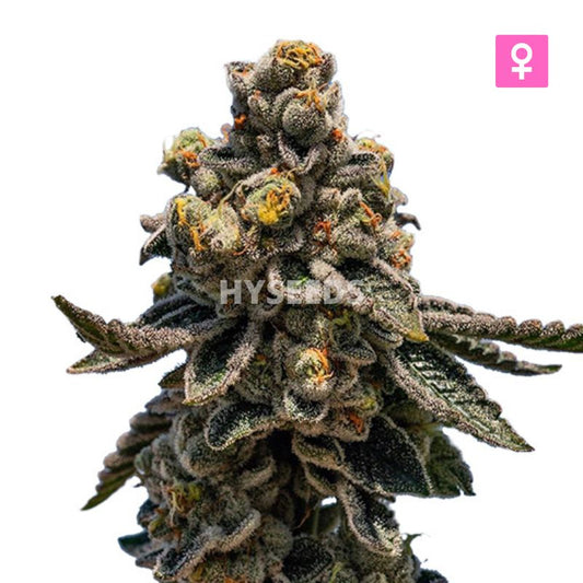 Amnesia Lemon Kush Zaden