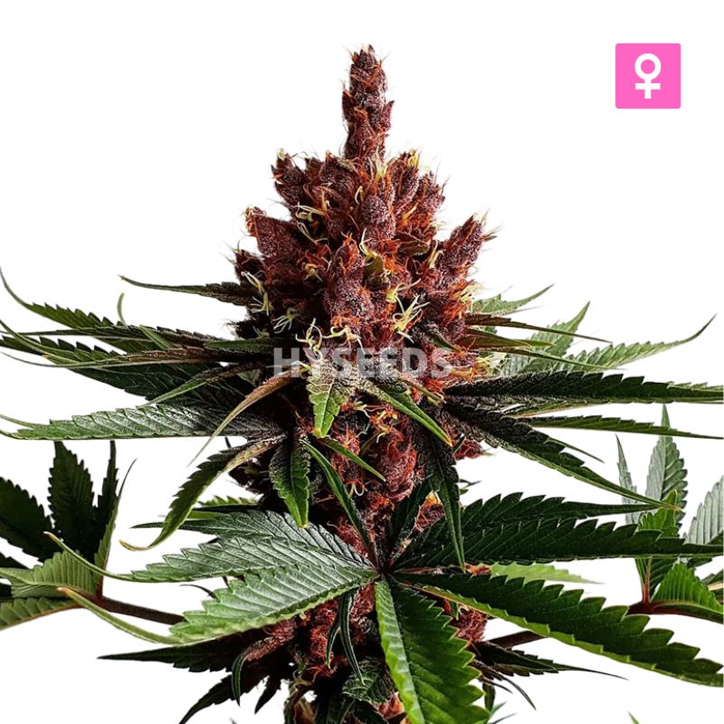 Purple Haze Autoflower Zaden