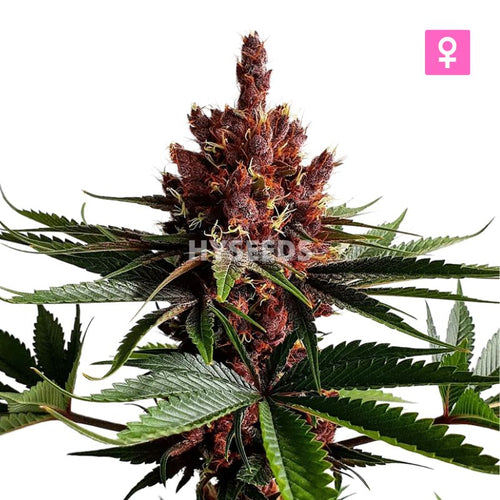 Purple Haze Autoflower Zaden
