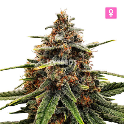 Strawberry Kush Zaden