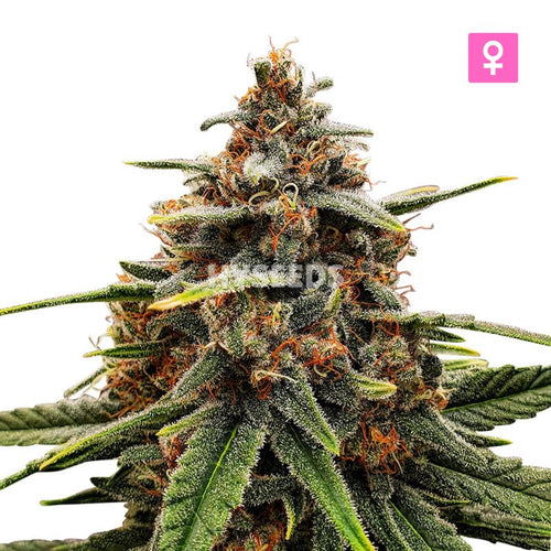 Strawberry Kush Zaden