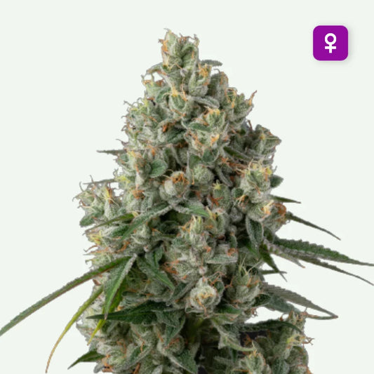 Super Silverhaze Autoflower Zaden