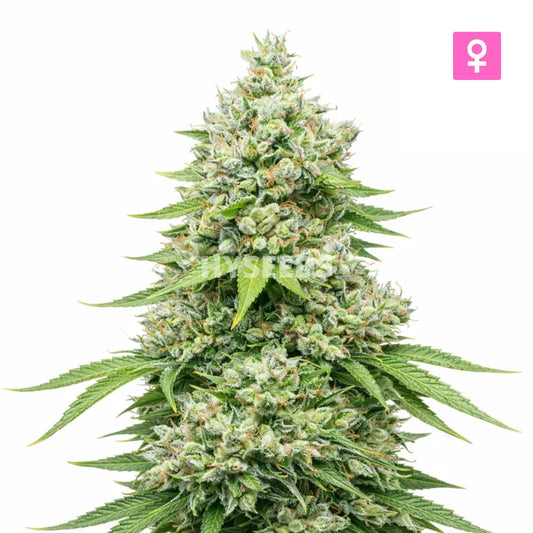 White Widow Autoflower Zaden