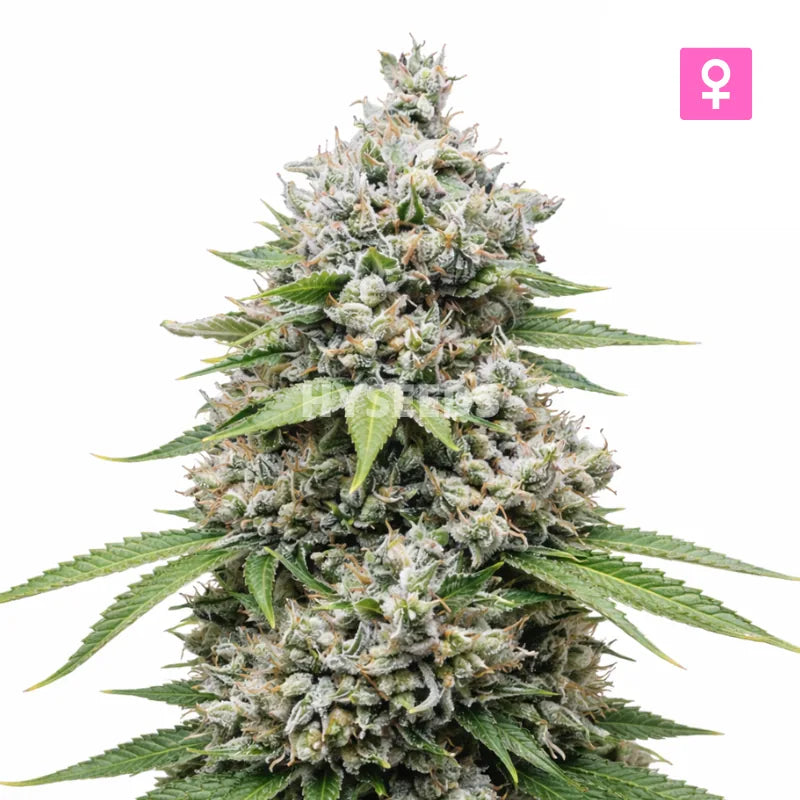 Big White Widow Autoflower Zaden