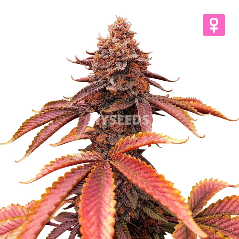 Granddaddy Purple Zaden