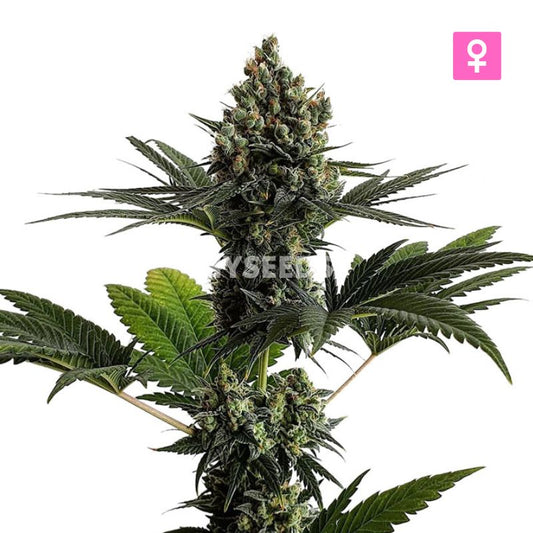 LA Confidential Zaden